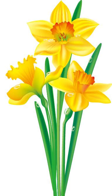 Daffodil Flower Drawing Clip art - Floral border design png download ...