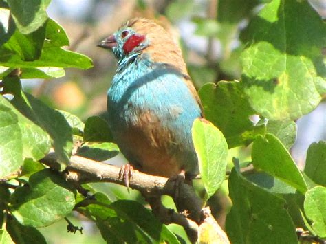 Living Jungle | Red-Cheeked Cordon-Bleu Finch