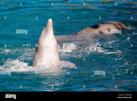 Dolphin Tricks High Resolution Stock Photography and Images - Alamy