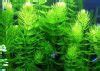 Les 5 Meilleures Plantes Flottantes Pour Aquarium D Eau Douce Guide