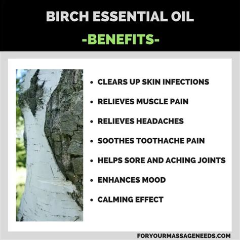 Birch Essential Oil Benefits And Uses For Your Massage Needs