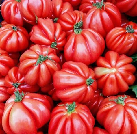 Organic Tomato Costoluto Fiorentino Budget Seeds