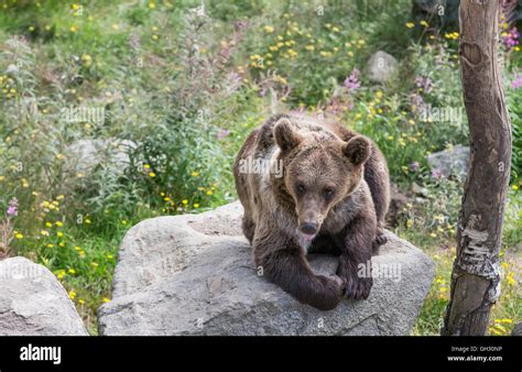 Juvenile brown bear in Finnish Lapland Stock Photo - Alamy