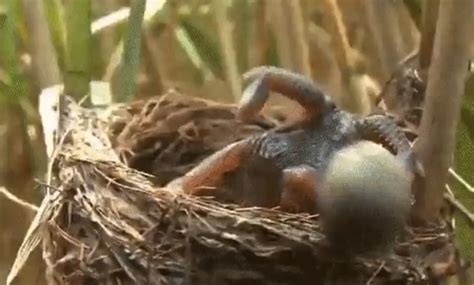 Watch: Newly-hatched cuckoo murders unhatched rivals - Boing Boing