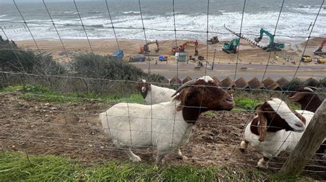 Bournemouth Clifftop Goat Herd Set To Double Bbc News