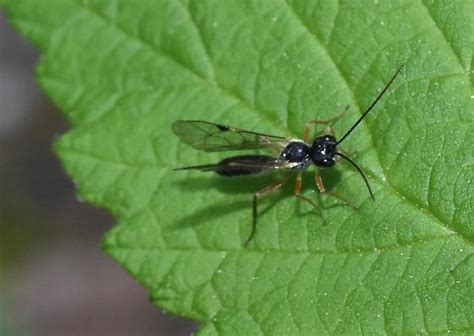 Acrotomus Succinctus BugGuide Net