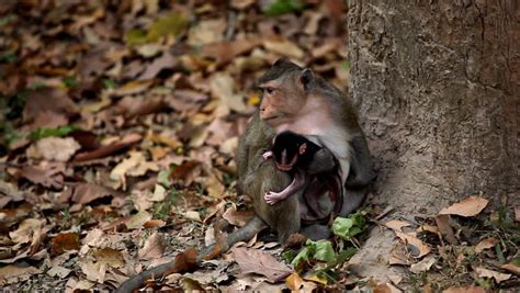 Cambodian Macaque Monkey Female Mother Taking Care Of Her Baby Monkey ...