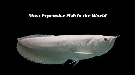 The Most Expensive Fish In The World Net Worth Verse