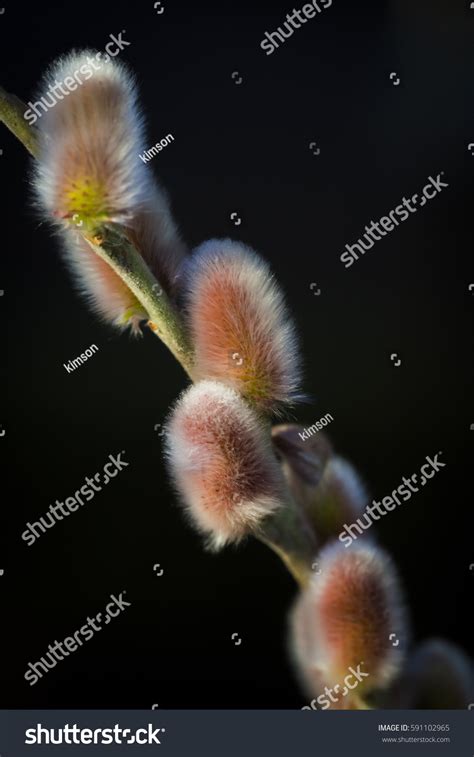 Pussy Willow Pussycat Catkins Classic Beginning Stock Photo 591102965 Shutterstock