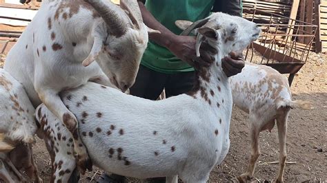 Barbari Goat