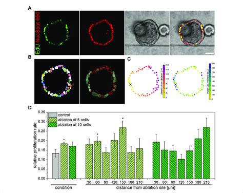 Influence Of Multiple Cell Ablation On Proliferation Within Airway