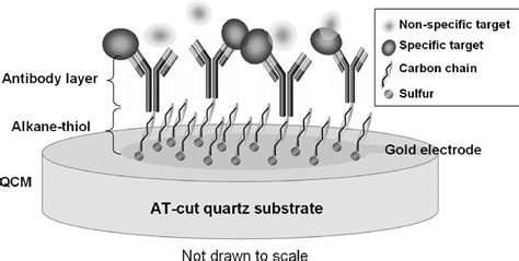 Schematic Of The Antibody Immobilization On The Au Electrode Using A