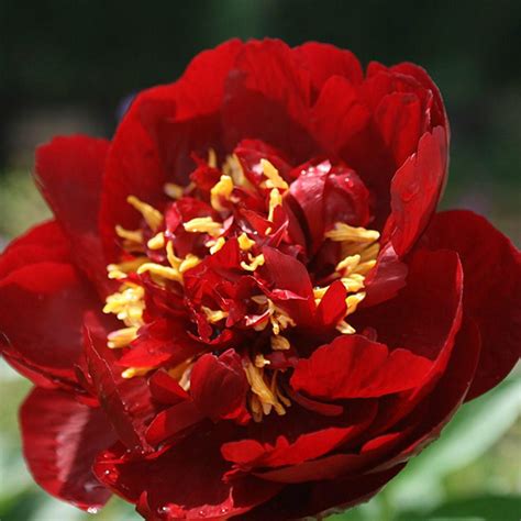 Paeonia Buckeye Belle Slovensketrvalky Sk Slovensketrvalky Sk