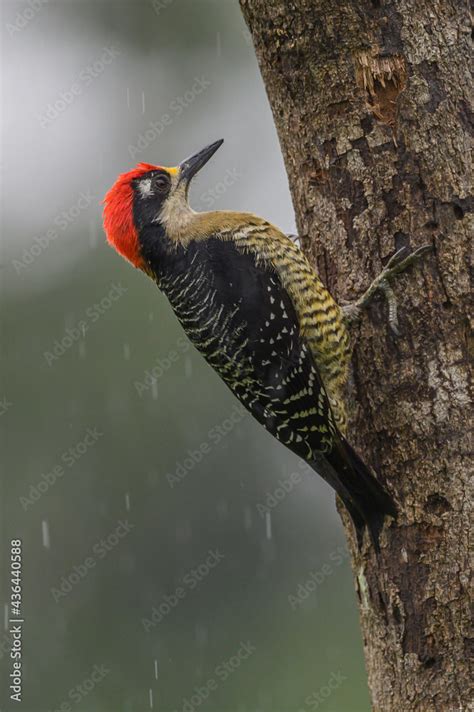 The Great Spotted Woodpecker Dendrocopos Major Is A Medium Sized