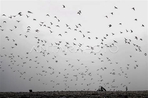Populasi Burung Kuntul Menurun Antara Foto