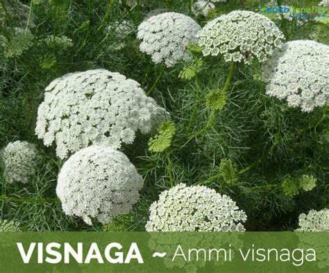 Visnaga Facts And Health Benefits