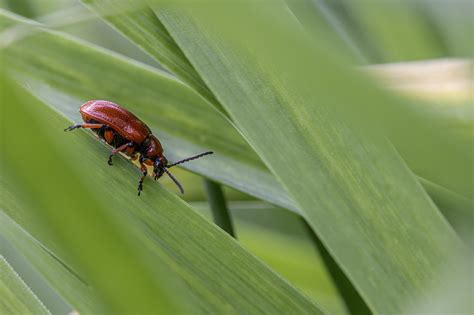 昆虫 甲虫种类 甲虫 Pixabay上的免费照片 Pixabay