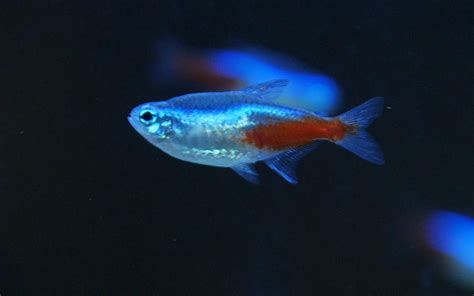 Emperor Tetra Care Complete Guide For Beginners AquariumNexus