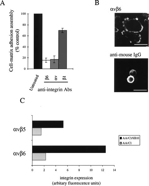 Cell Matrix Adhesion Assembly On Fibronectin Is Integrin Mediated A