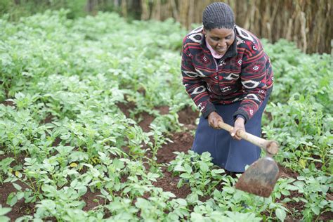 What Agribiz Promises Kenyan Youth And Women Kenya Climate Innovation