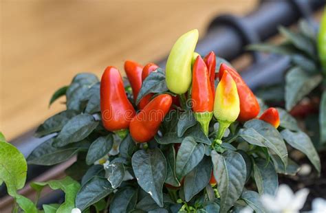 Frutescens Do Capsicum Da Planta Da Pimenta Vermelha Imagem De Stock