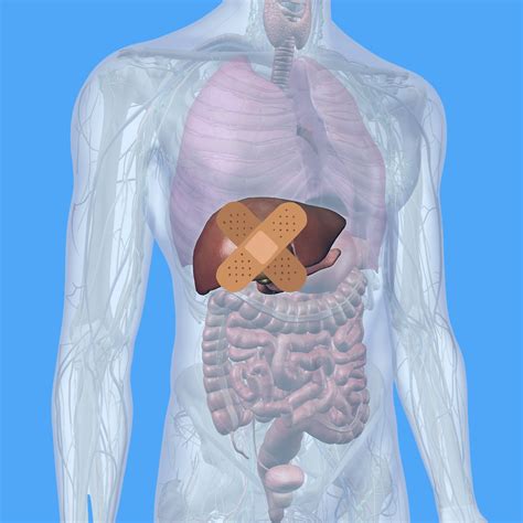 What Are The Stages Of NAFLD?