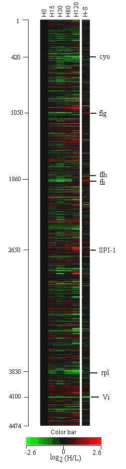 Heat Map Of Genomic Expressions Of S Enterica Serovar Typhi Under