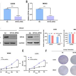 Proliferation Of Osteosarcoma Cells Is Inhibited After Knockdown Of