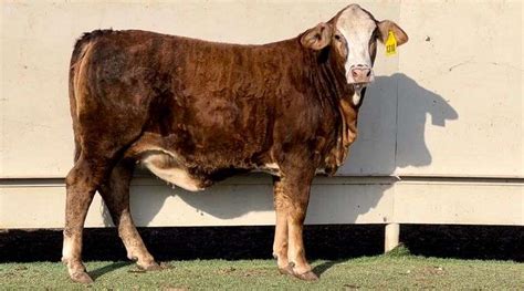 Braford Brahman Beefmaster More J J Cattle Co