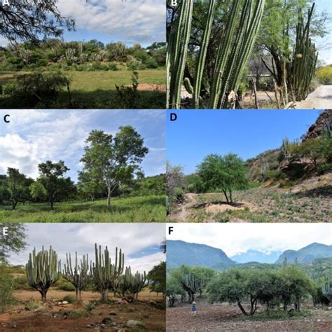 Types of agroforestry practices recorded in traditional agroforestry ...