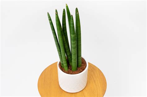 Sansevieria Cylindrica Wyjątkowa Roślina Oczyszczająca Powietrze