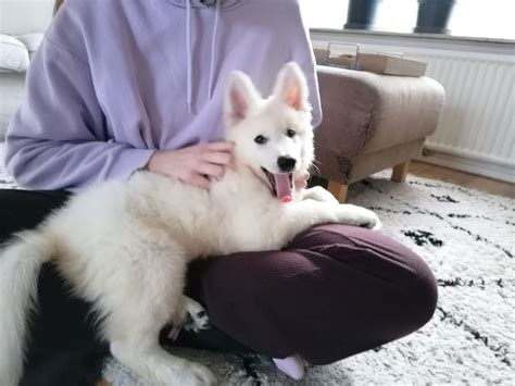 Profil de Berger Blanc Suisse Nin Poids photos et détails