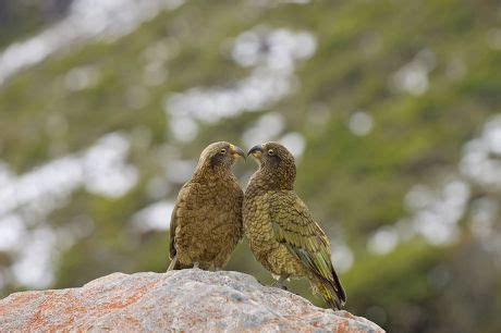 250 Parrot feathers Stock Pictures, Editorial Images and Stock Photos | Shutterstock