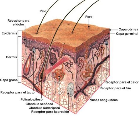 Estructura De La Piel Anatom A Humana General Anatom A De La Piel Hot