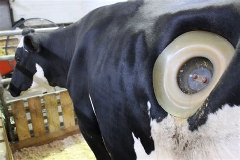 A See-Through Cow? New Arrival Gives Ag School Kids Inside Look At Biology - Mt. Greenwood ...