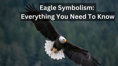 Eagle Symbolism: Everything You Need To Know - Birds Advice