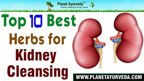 Top 10 Best Herbs For Kidney Cleansing Detox Your Kidneys Naturally