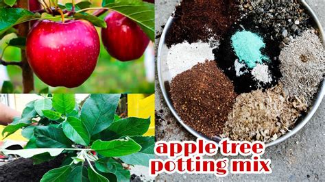 HRMN 99 Apple Tree Potting Apple Plant Repotting And Soil Mix How