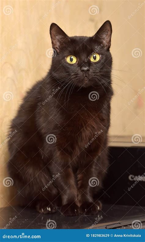 Black Cat With Yellow Eyes Stock Image Image Of Domestic 182983629