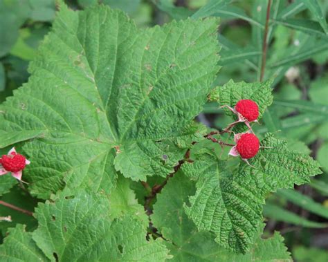 10+ Different Types of Edible Wild Berries You Can Safely Eat - A-Z Animals