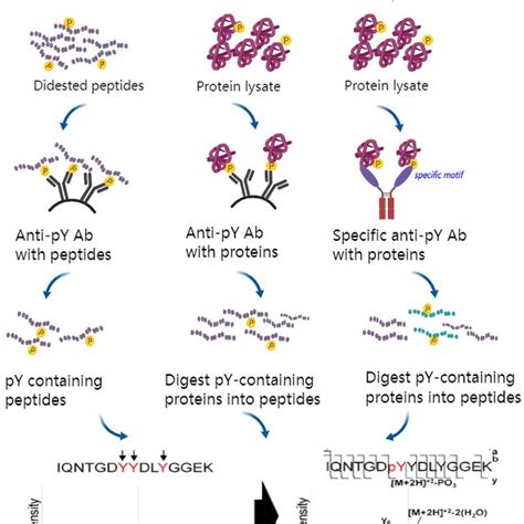 The PYantibody Enrichment Of Tyrosine Phosphorylation Before MS