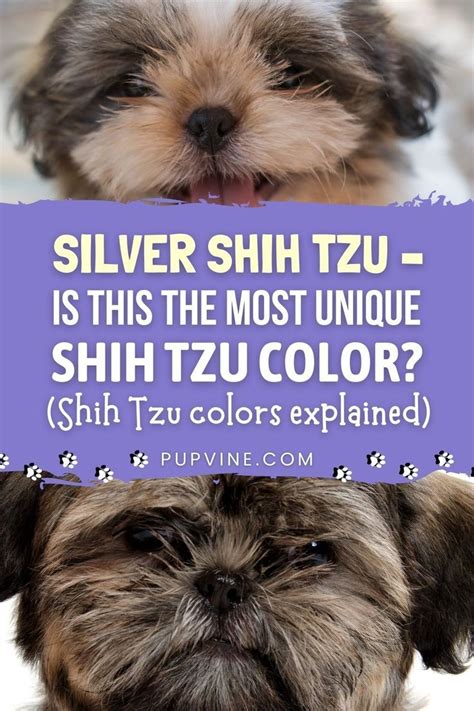 Is The Silver Shih Tzu A Rare Dog How Many Patterns Can These Pups