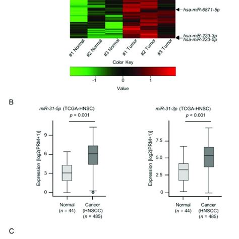 Clinical Significance Of MiR 31 5p And MiR 31 3p Expression In HNSCC