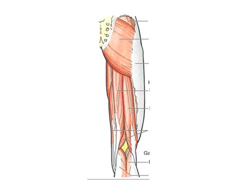 posterior thigh muscles hamstrings quiz