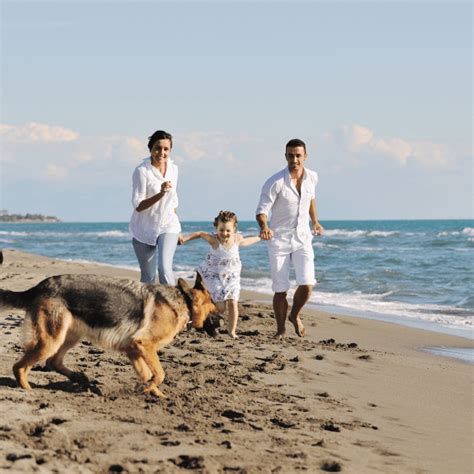 Les plus belles plages autorisées aux chiens en Corse du Sud