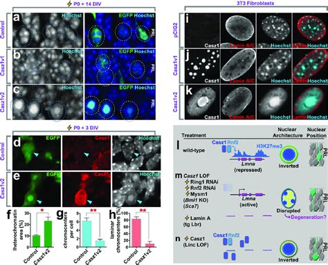 Casz Is Sufficient For Aspects Of Inverted Nuclear Organization