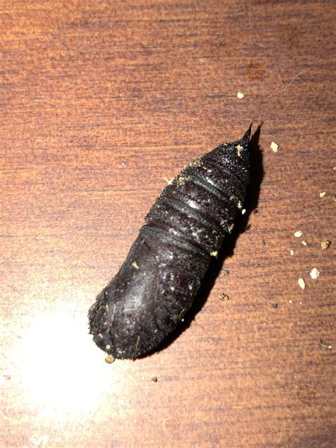 Hard black pupae about 1 inch long. Any idea what this is? : r/whatsthisbug