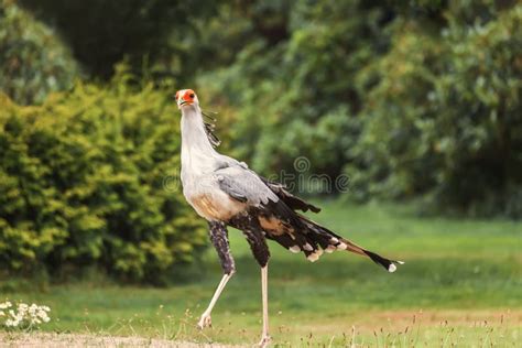 Secretary Bird Sagittarius Serpentarius A Large Mostly Terrestrial