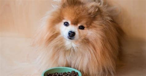 Tu Pomerania Es Quisquilloso Con La Comida Prueba Este Sencillo Truco