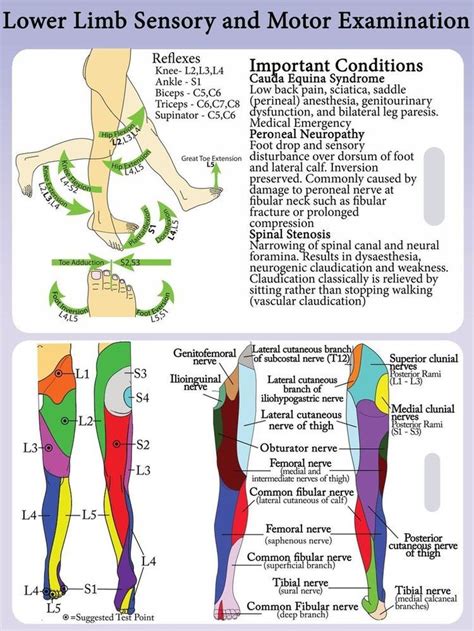 lower extremity dermatomes and myotomes ... | Medical anatomy, Medical ...